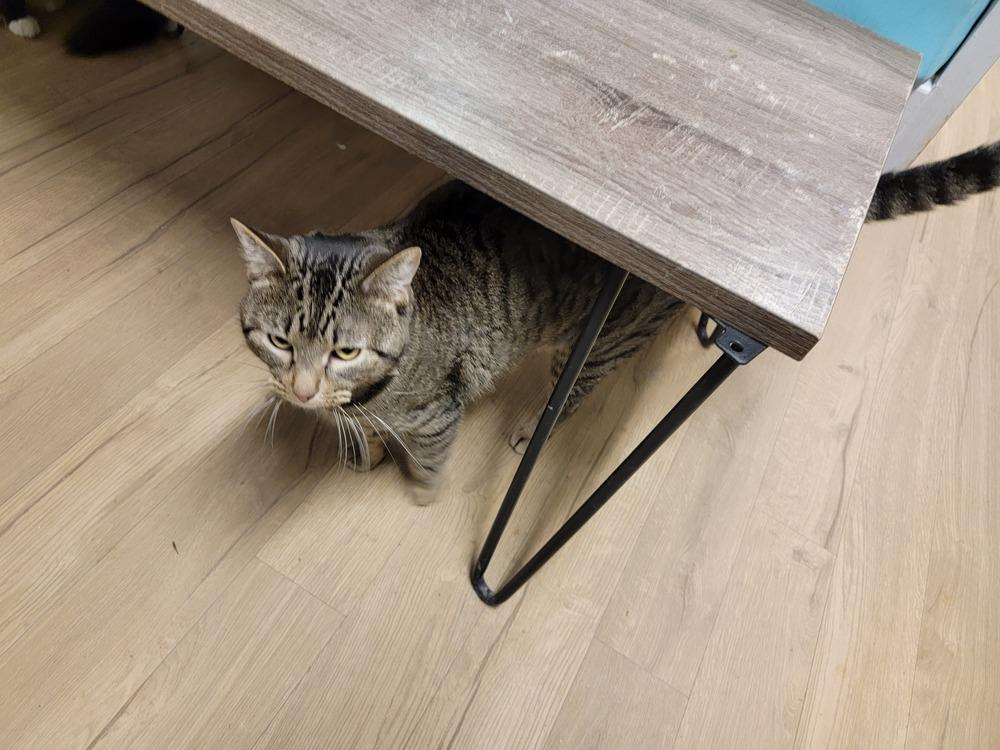 Macgyver, Adoptable, Adult Male Domestic Short Hair.