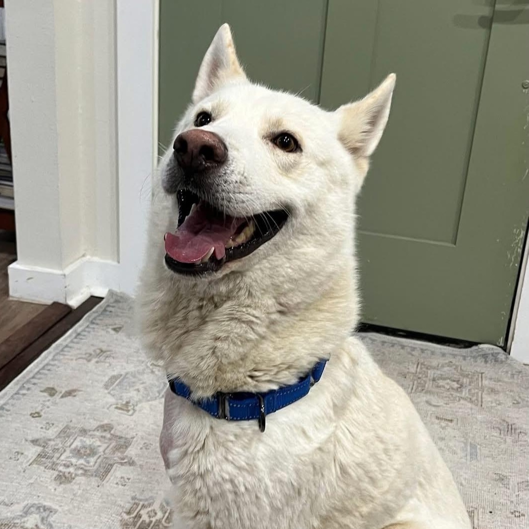 Say Hello to handsome Koda This charming sweetheart was brought to Sunnyside Street Dogs Rescue by 