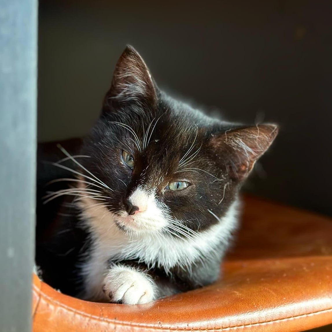 Softee, Adoptable, Kitten Male Tuxedo.