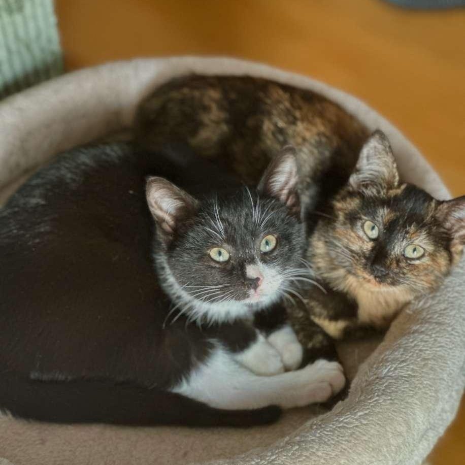 Enlarge Softee, a Adoptable Tuxedo in Astoria, NY image 4/5