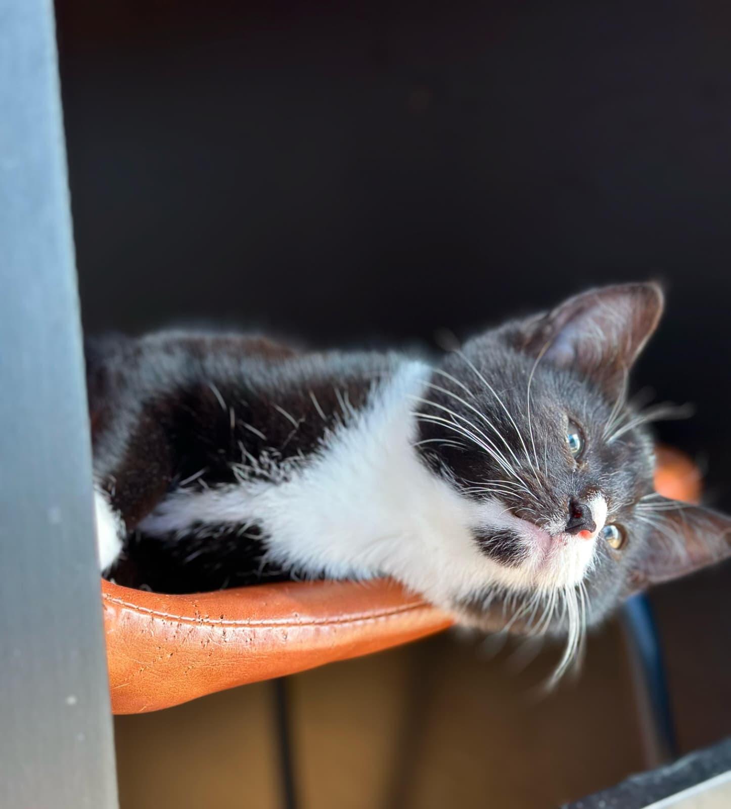 Enlarge Softee, a Adoptable Tuxedo in Astoria, NY image 5/5