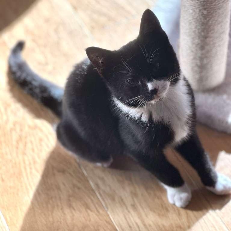 Enlarge Softee, a Adoptable Tuxedo in Astoria, NY image 2/5