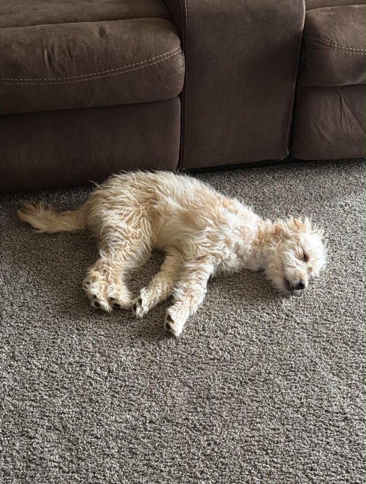 Chloe - ADOPTION IN PROCESS, Adoptable, Young Female Poodle.