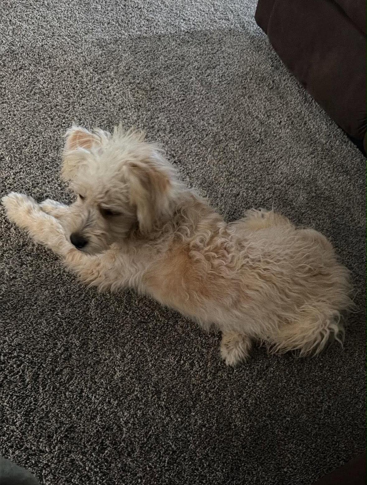 Enlarge Chloe - ADOPTION IN PROCESS, a Adoptable Poodle in Grafton, WI image 2/3