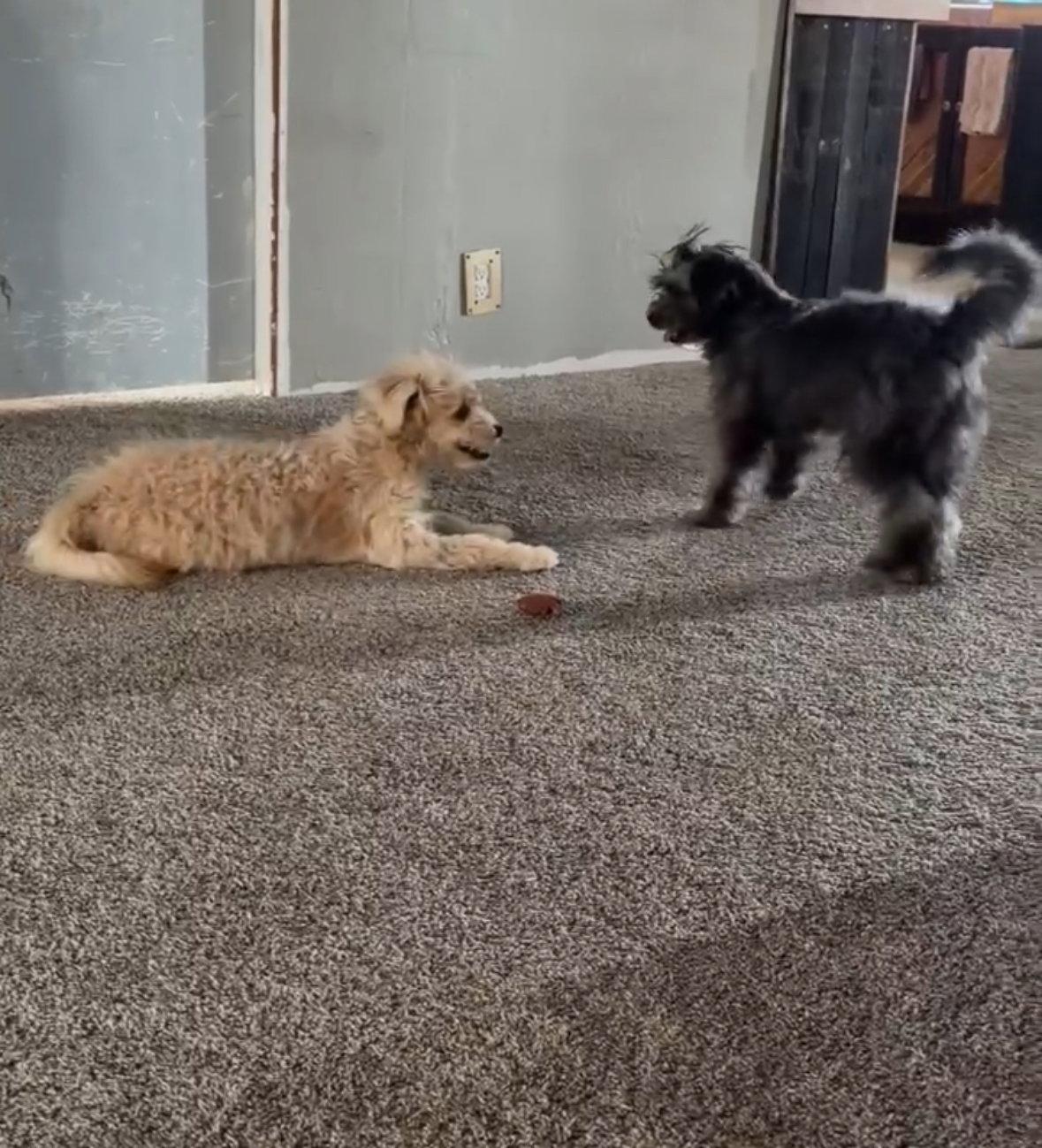Enlarge Chloe - ADOPTION IN PROCESS, a Adoptable Poodle in Grafton, WI image 3/3
