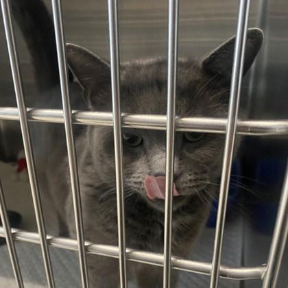 Enlarge Sterling, a ADOPTABLE Russian Blue in Belleville, MI image 2/2