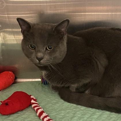 Sterling, ADOPTABLE, Adult Male Russian Blue.