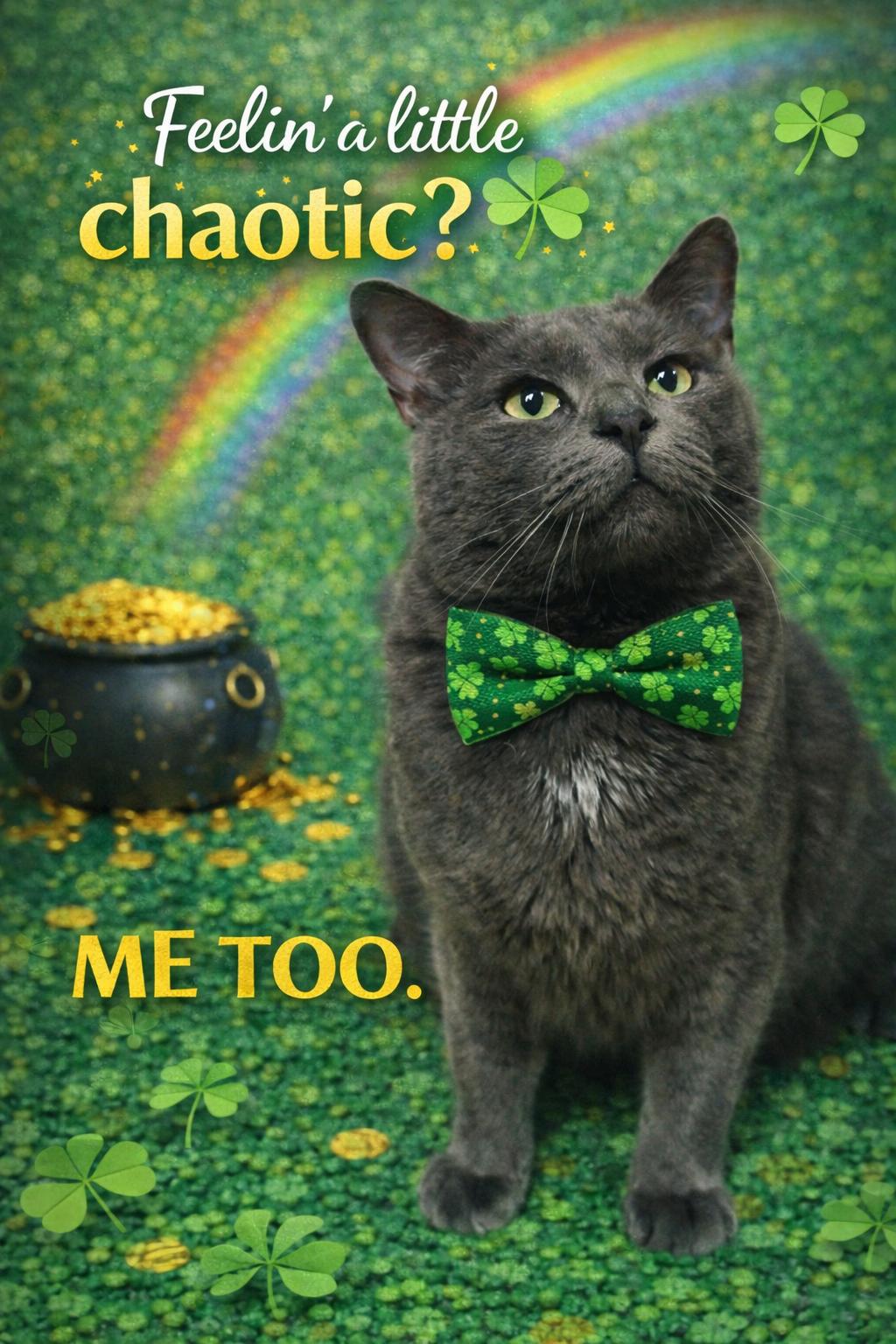 Sterling, a ADOPTABLE Russian Blue in Belleville, MI image 1/4