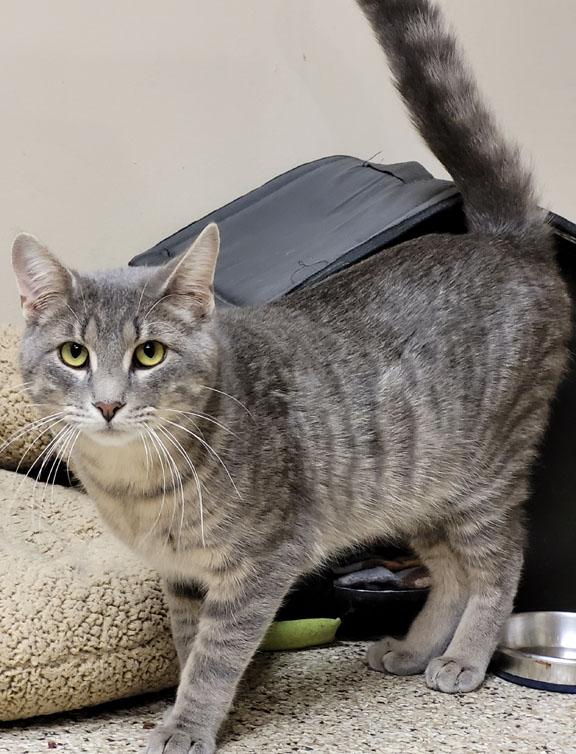 Enlarge Frost, a ADOPTABLE Domestic Short Hair in Schaumburg, IL image 4/4