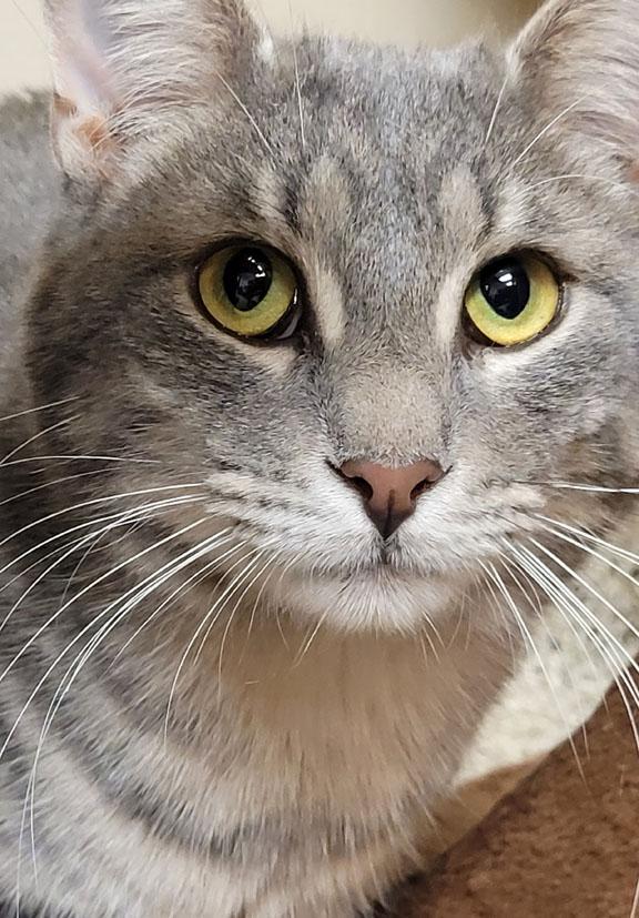 Enlarge Frost, a ADOPTABLE Domestic Short Hair in Schaumburg, IL image 1/4