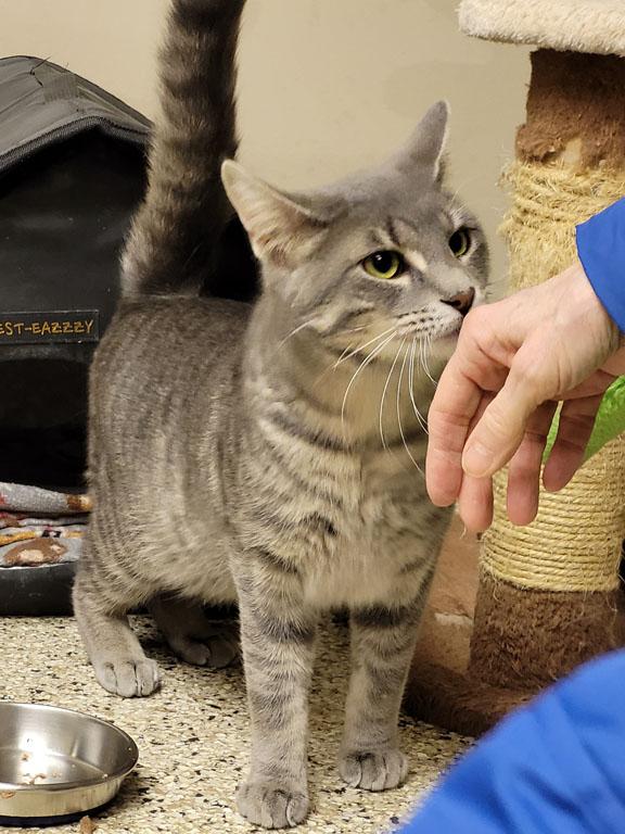 Enlarge Frost, a ADOPTABLE Domestic Short Hair in Schaumburg, IL image 3/4