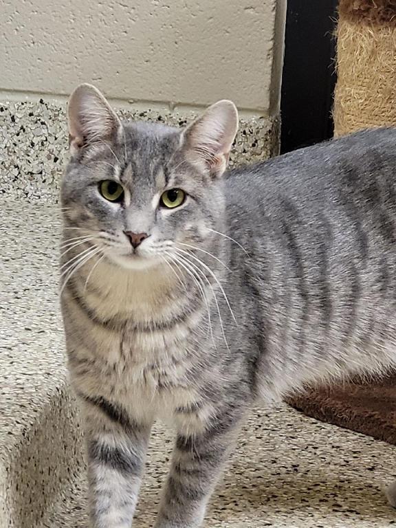 Enlarge Frost, a ADOPTABLE Domestic Short Hair in Schaumburg, IL image 2/4