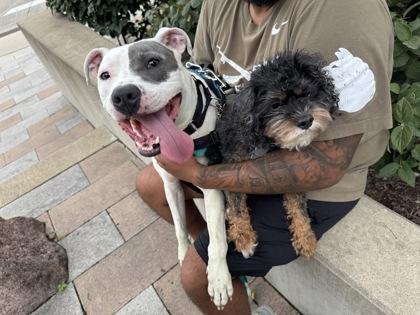 Andy, Adoptable, Adult Male Pit Bull Terrier & Mixed Breed.