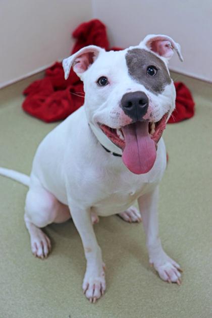 Enlarge Andy, a Adoptable mixed breed in Chicago, IL image 2/3