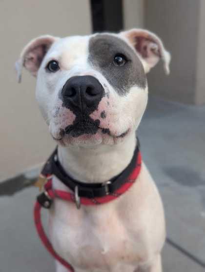 Enlarge Andy, a Adoptable mixed breed in Chicago, IL image 3/3