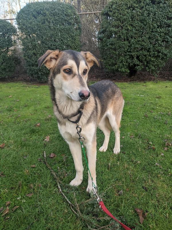 Enlarge Bubbles, a Adoptable mixed breed in Vancouver, WA image 1/6