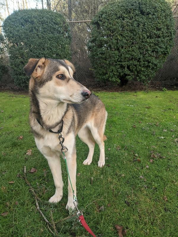 Enlarge Bubbles, a Adoptable mixed breed in Vancouver, WA image 2/6