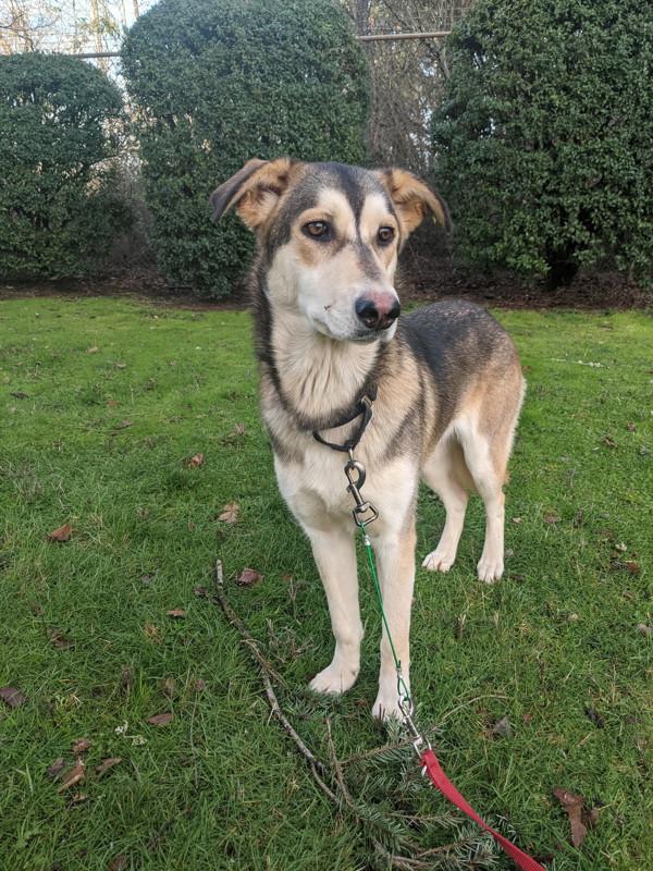Enlarge Bubbles, a Adoptable mixed breed in Vancouver, WA image 3/6