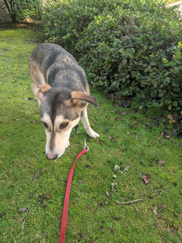 Enlarge Bubbles, a Adoptable mixed breed in Vancouver, WA image 4/6
