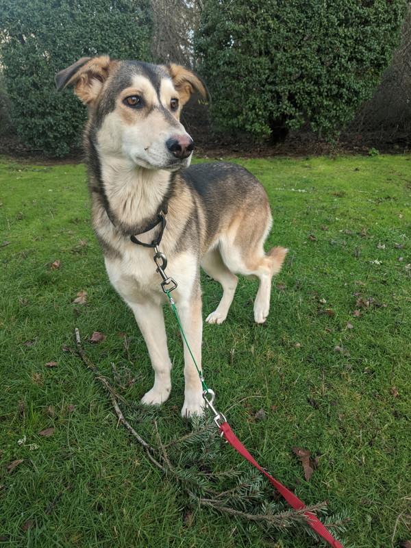 Enlarge Bubbles, a Adoptable mixed breed in Vancouver, WA image 5/6