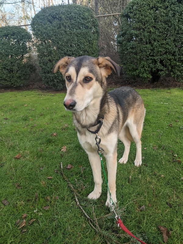 Enlarge Bubbles, a Adoptable mixed breed in Vancouver, WA image 6/6