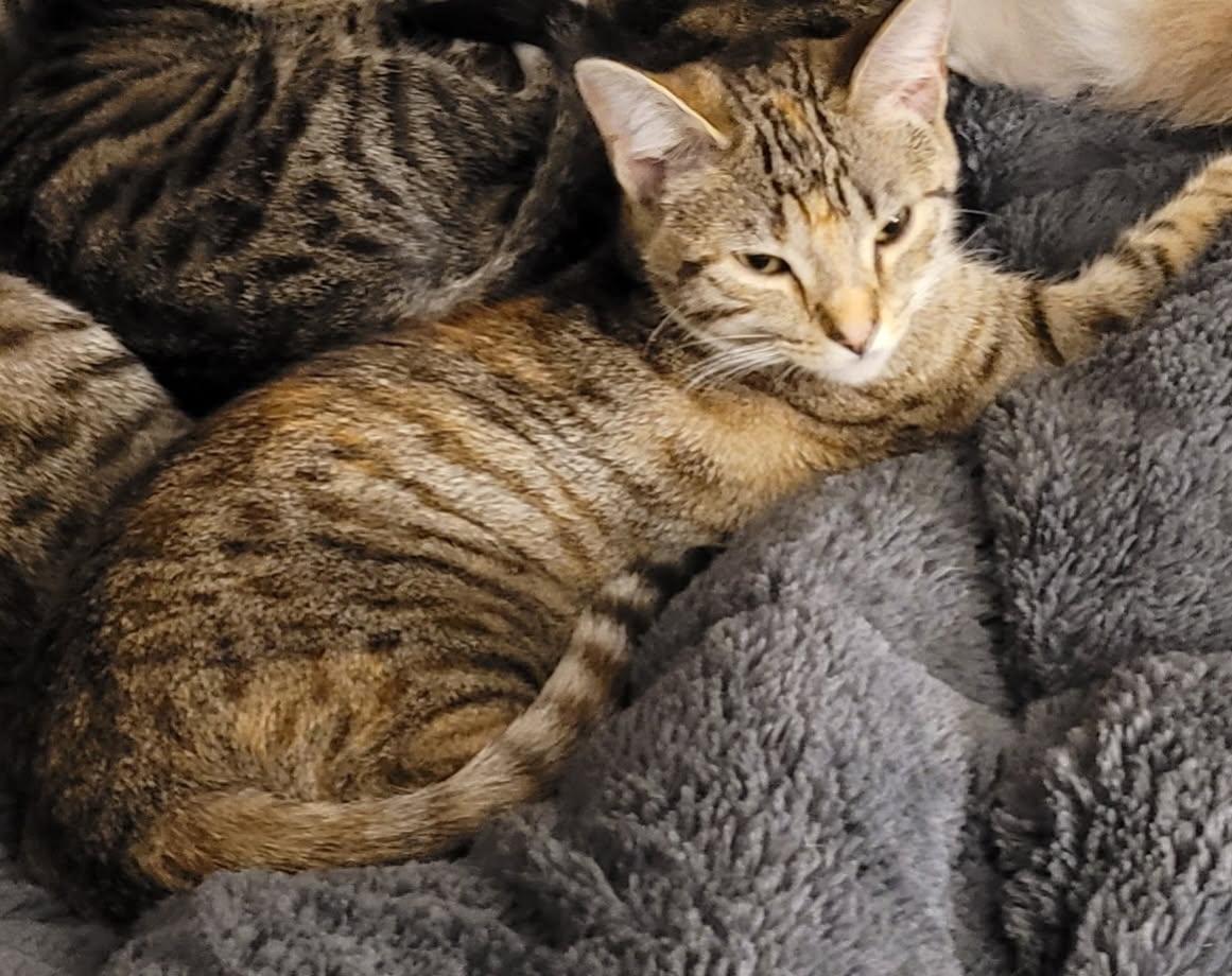 Cocoa (Courtesy Post), Young Female Tabby