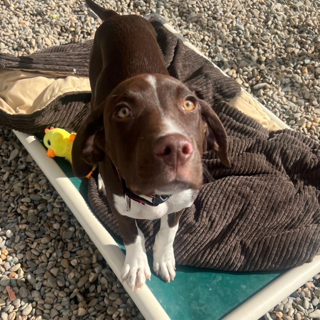 Prince, Adoptable, Puppy Male Mixed Breed.