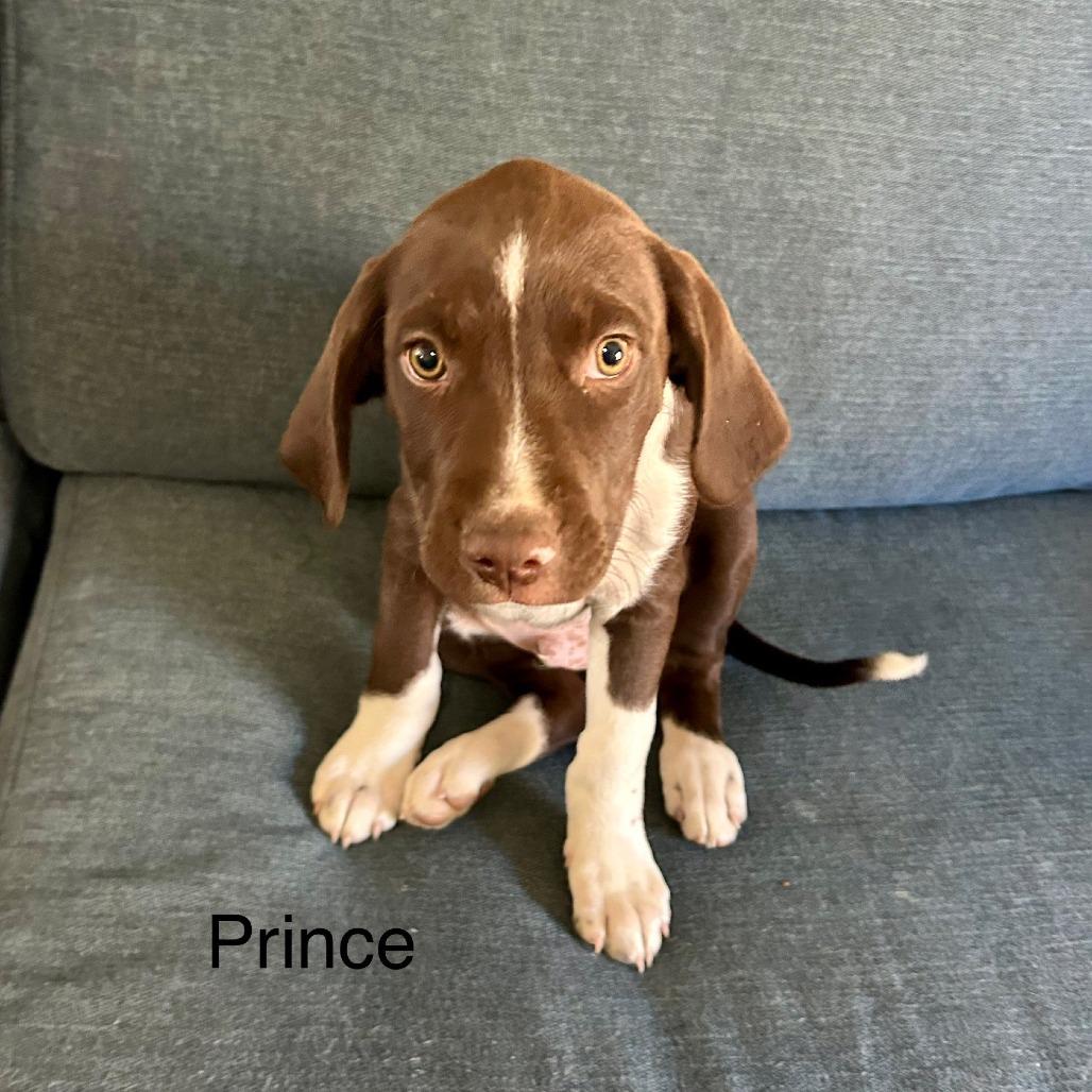 Enlarge Prince, a Adoptable Mixed Breed in Waynesville, NC image 1/1