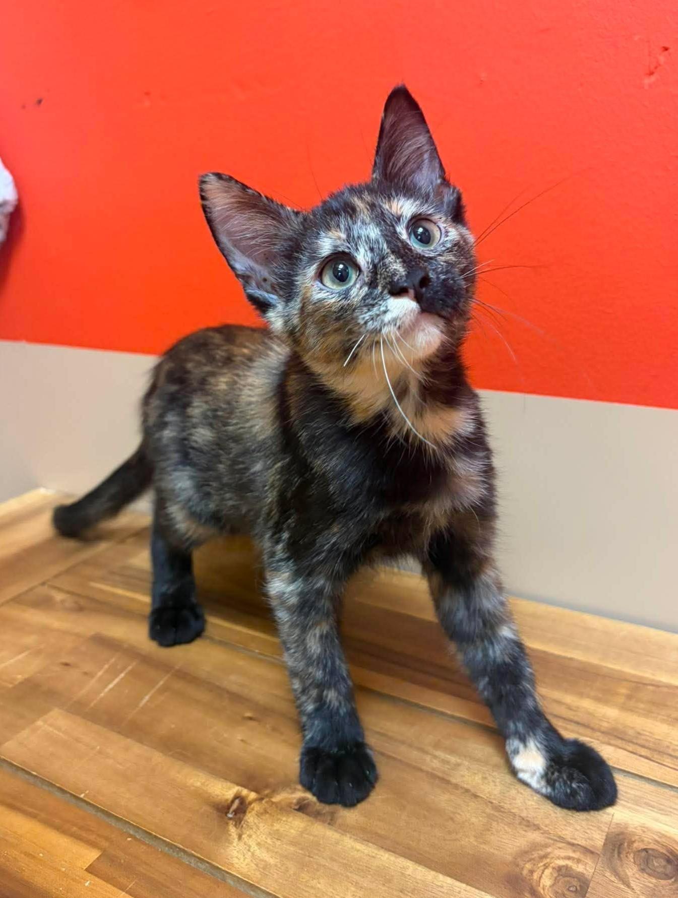 Pebble, adopted, Kitten Female Domestic Short Hair.