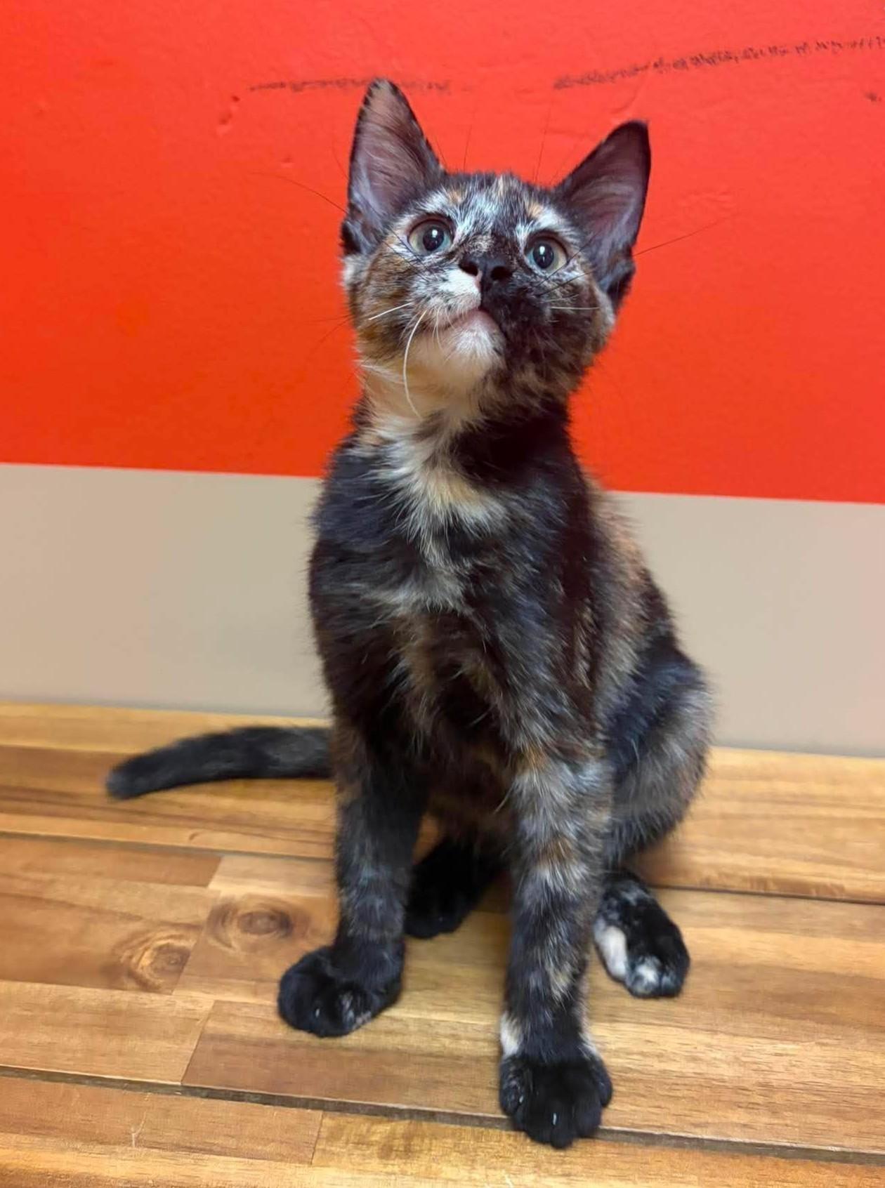 Pebble, an adopted mixed breed in Maryville, MO image 2/2
