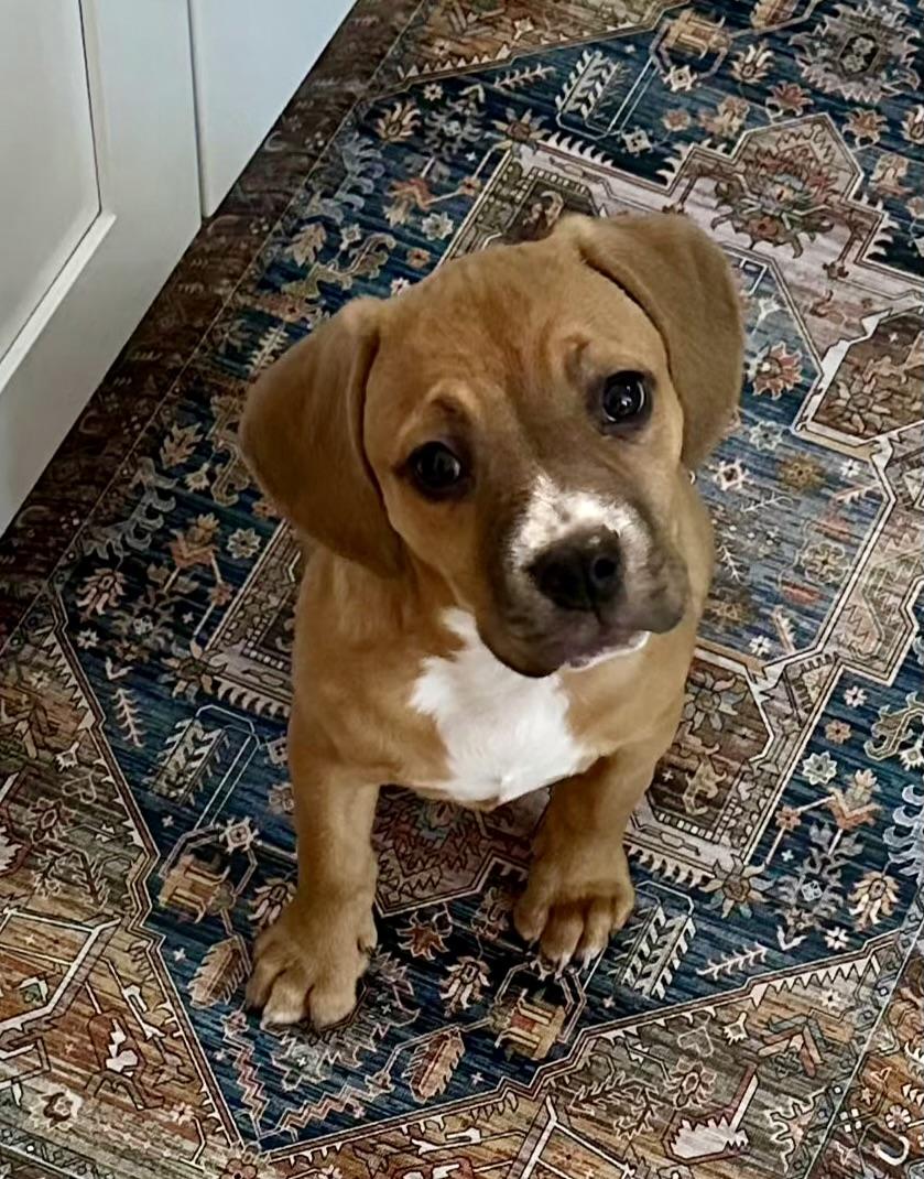 Phoebe and spangle, Adoptable, Puppy Female Beagle.