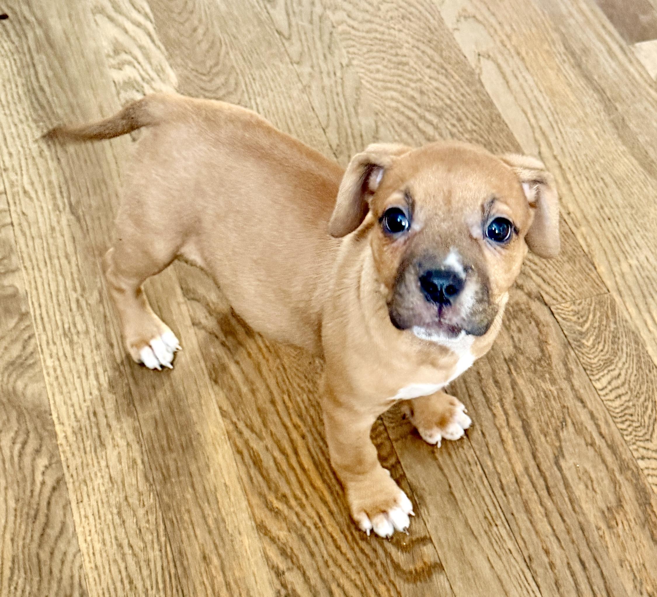 Phoebe and spangle, Adoptable, Puppy Female Beagle.