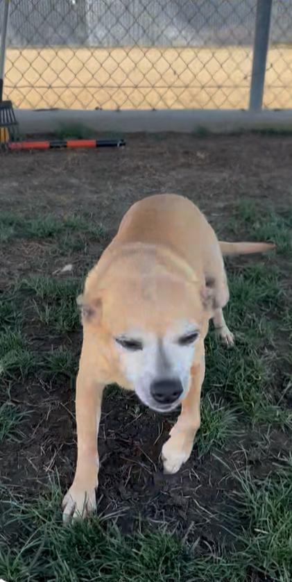 Mary, a Adoptable mixed breed in Wingdale, NY image 2/3