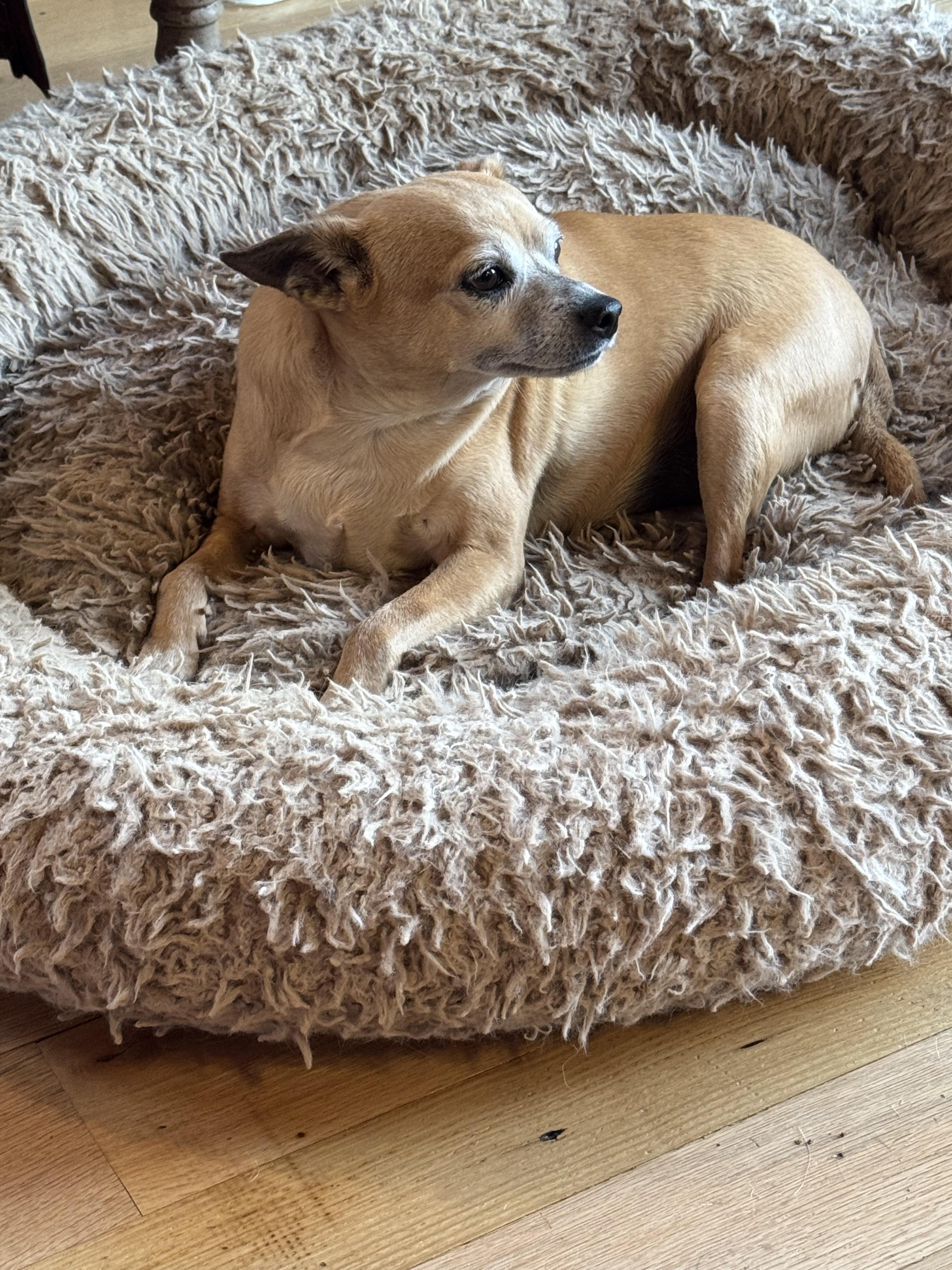 Mary, a Adoptable mixed breed in Wingdale, NY image 3/3