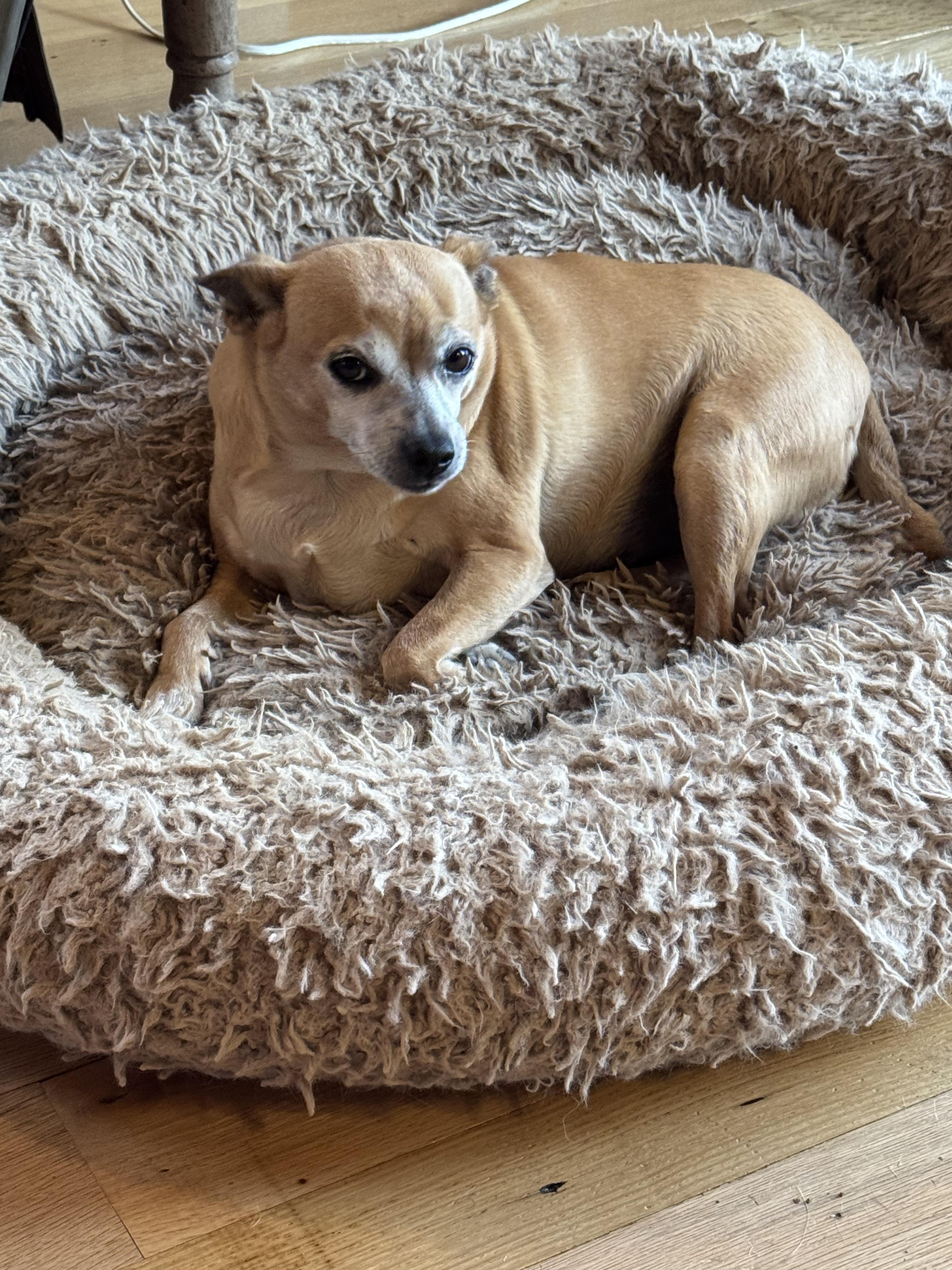 Mary, Adoptable, Adult Female Miniature Pinscher & Chihuahua.