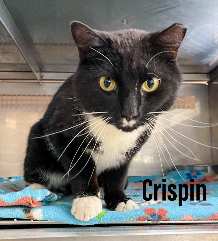 Crispin, Adoptable, Adult Male Domestic Short Hair.