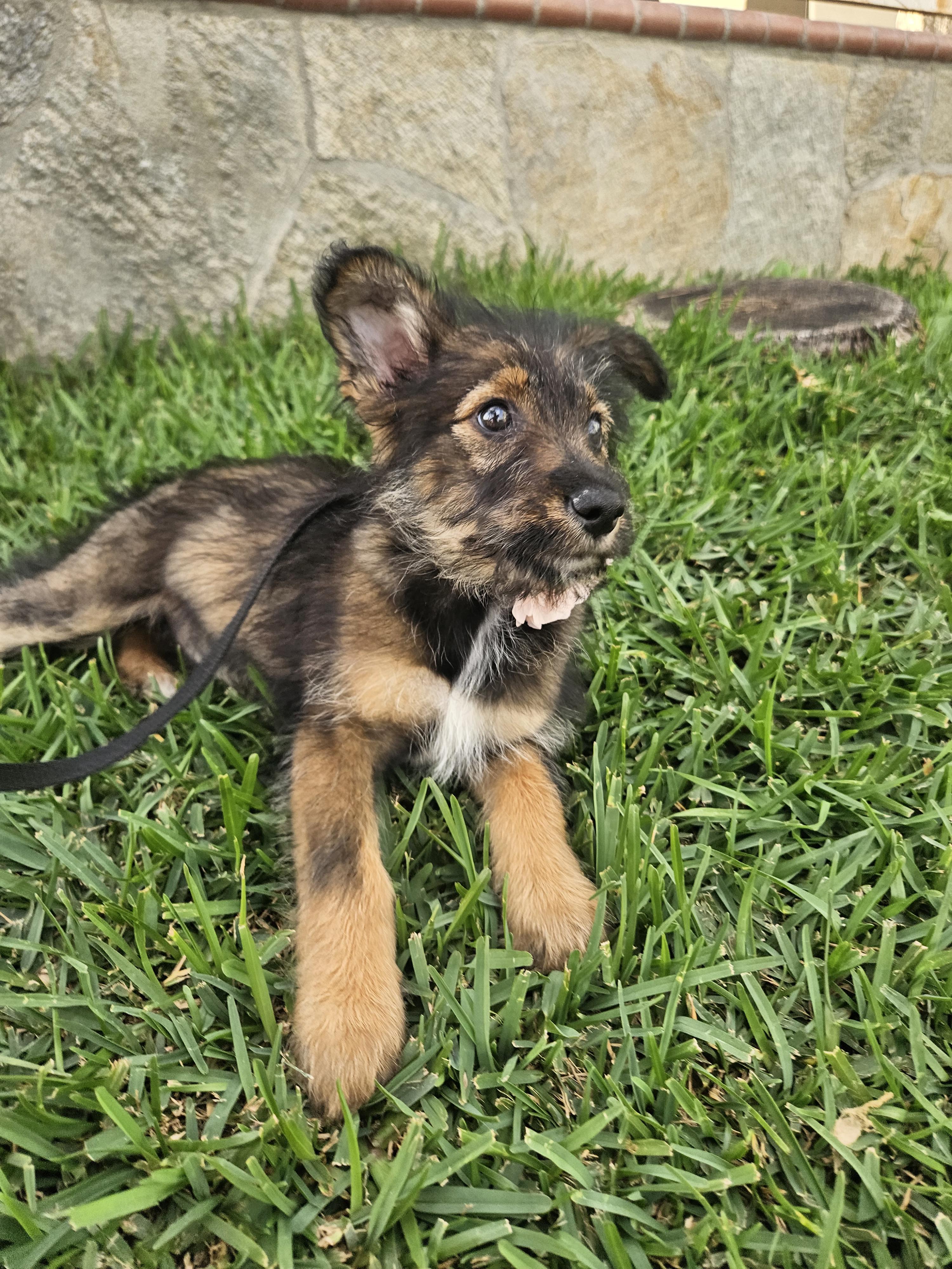 Enlarge Ginger, an adopted mixed breed in Los Angeles, CA image 1/5
