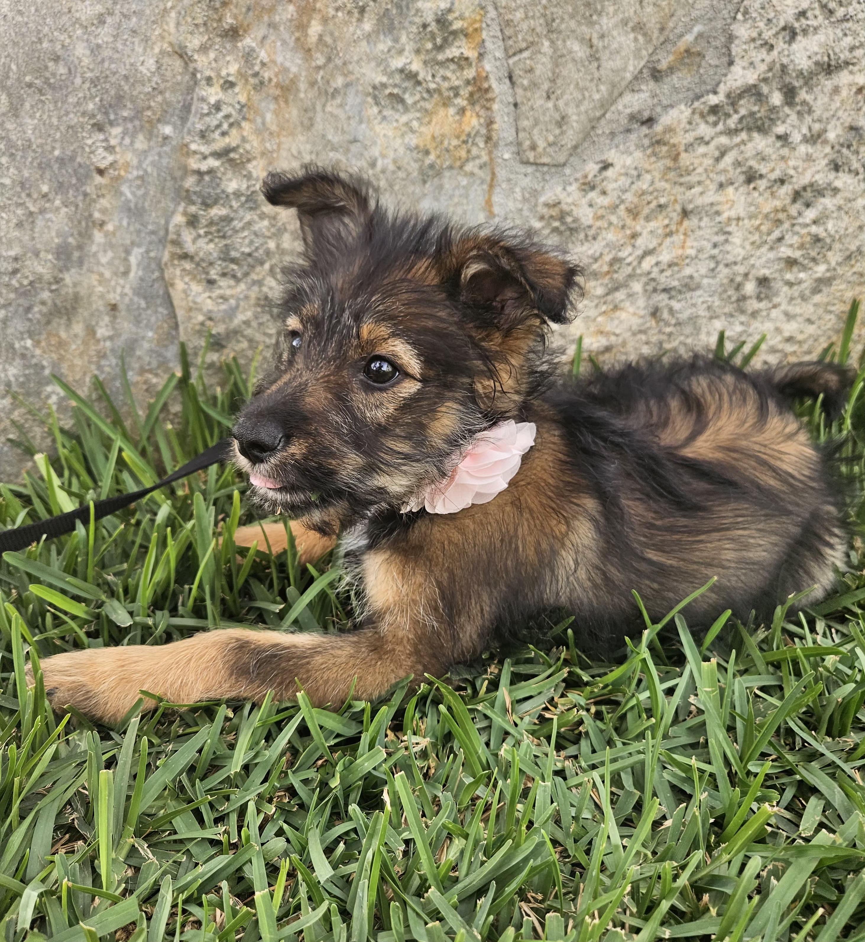Enlarge Ginger, an adopted mixed breed in Los Angeles, CA image 5/5