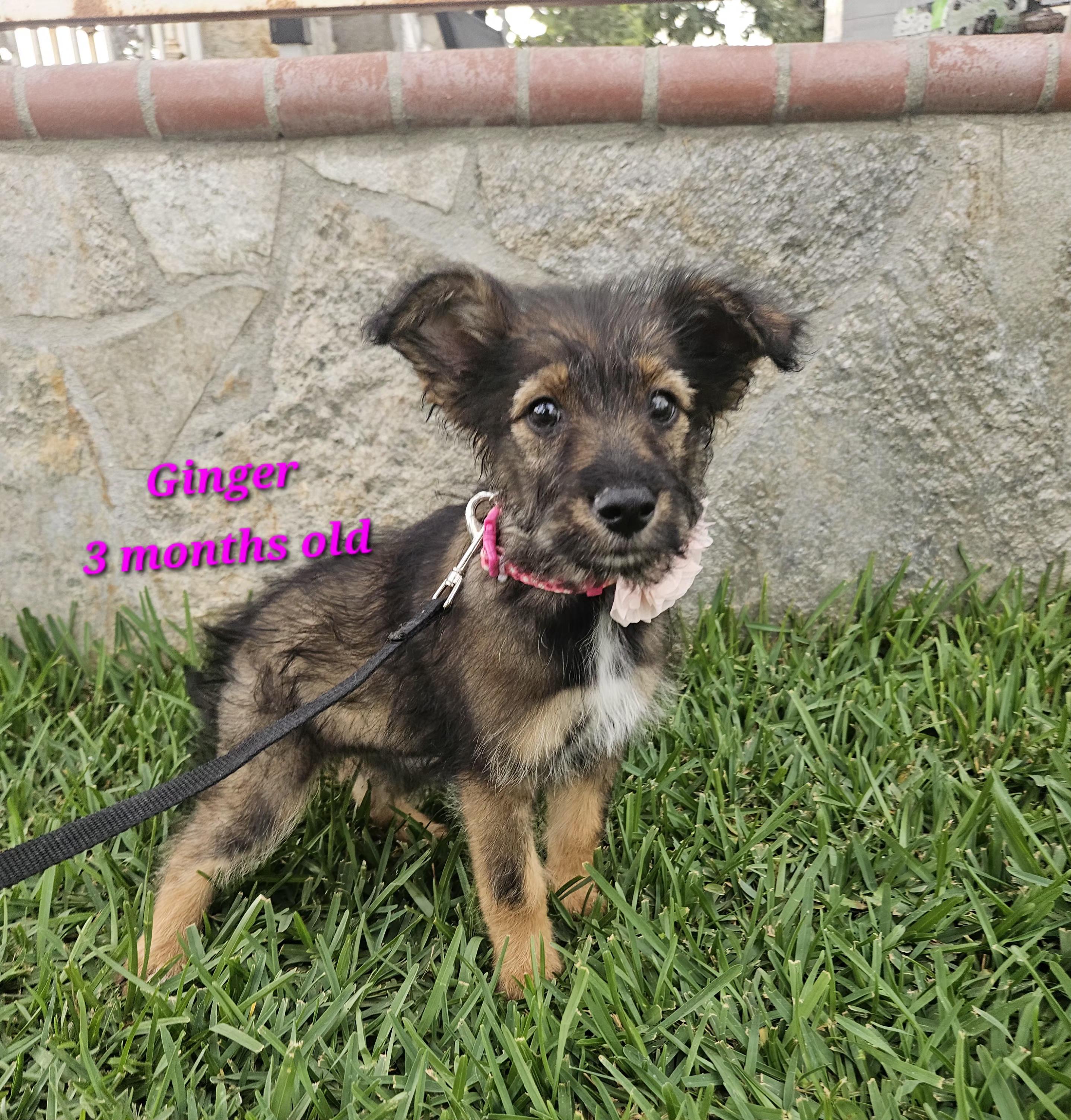 Enlarge Ginger, an adopted mixed breed in Los Angeles, CA image 2/5