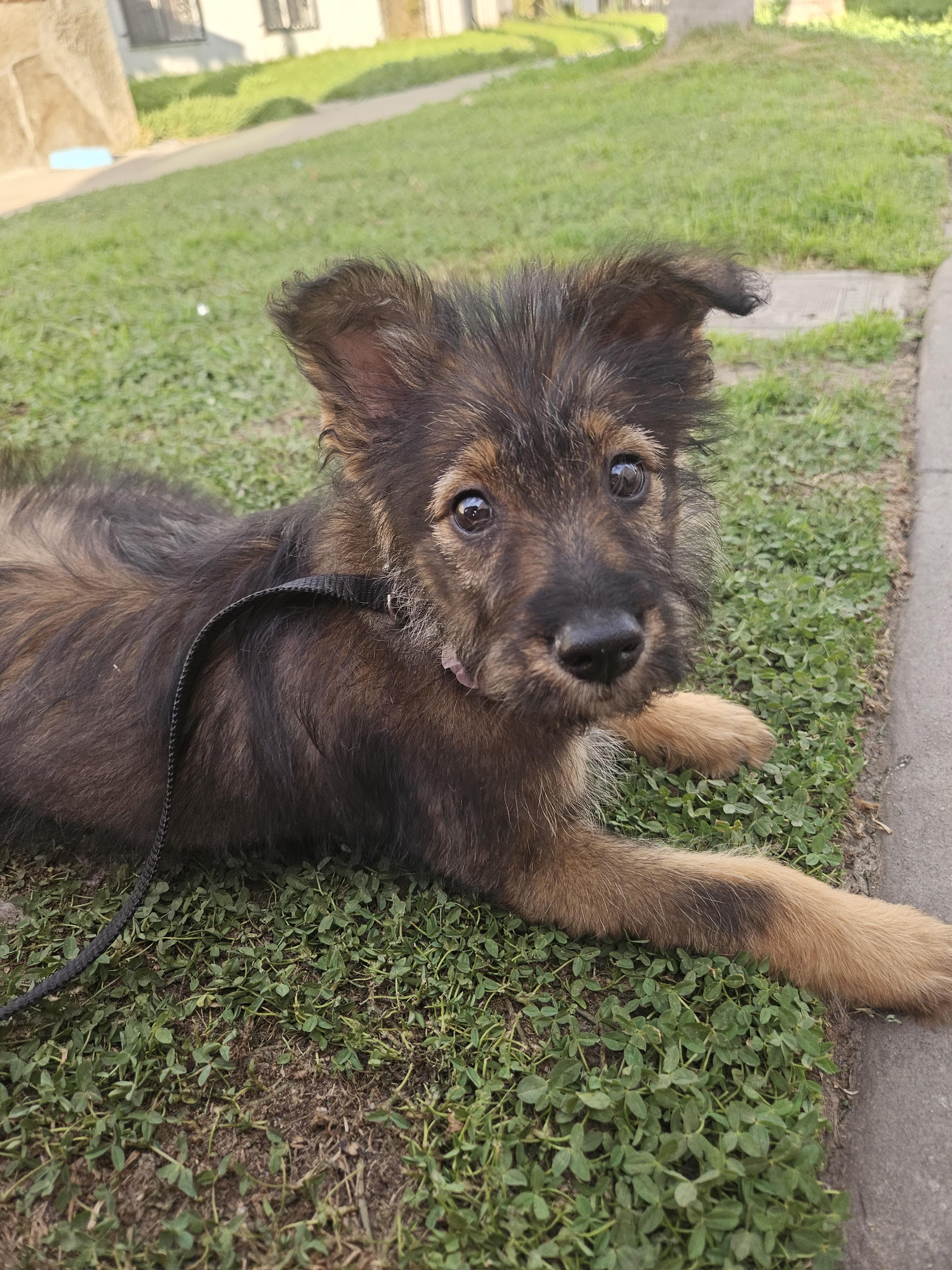 Enlarge Ginger, an adopted mixed breed in Los Angeles, CA image 4/5