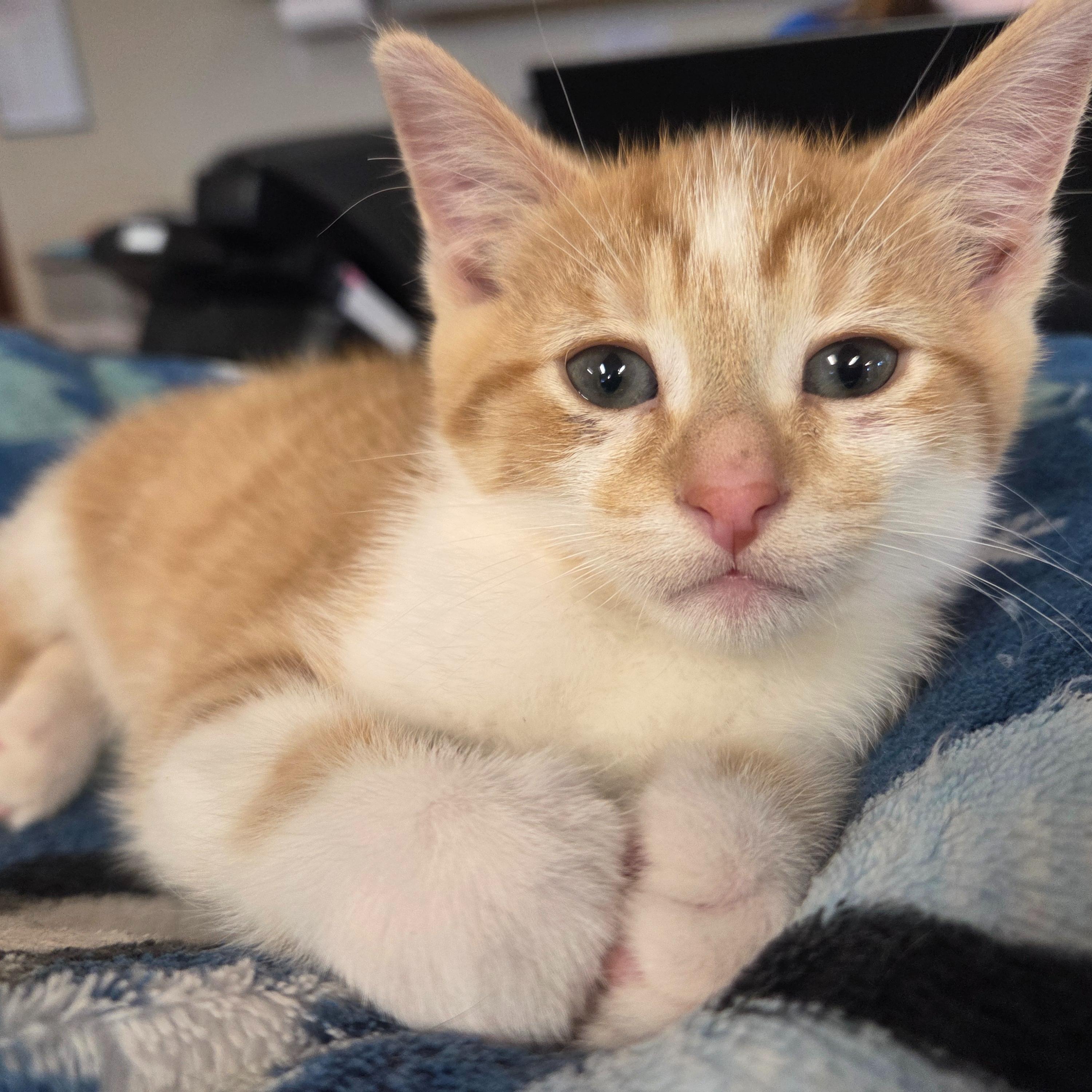 Zorro, a ADOPTABLE Domestic Short Hair in Madison, WI image 5/5