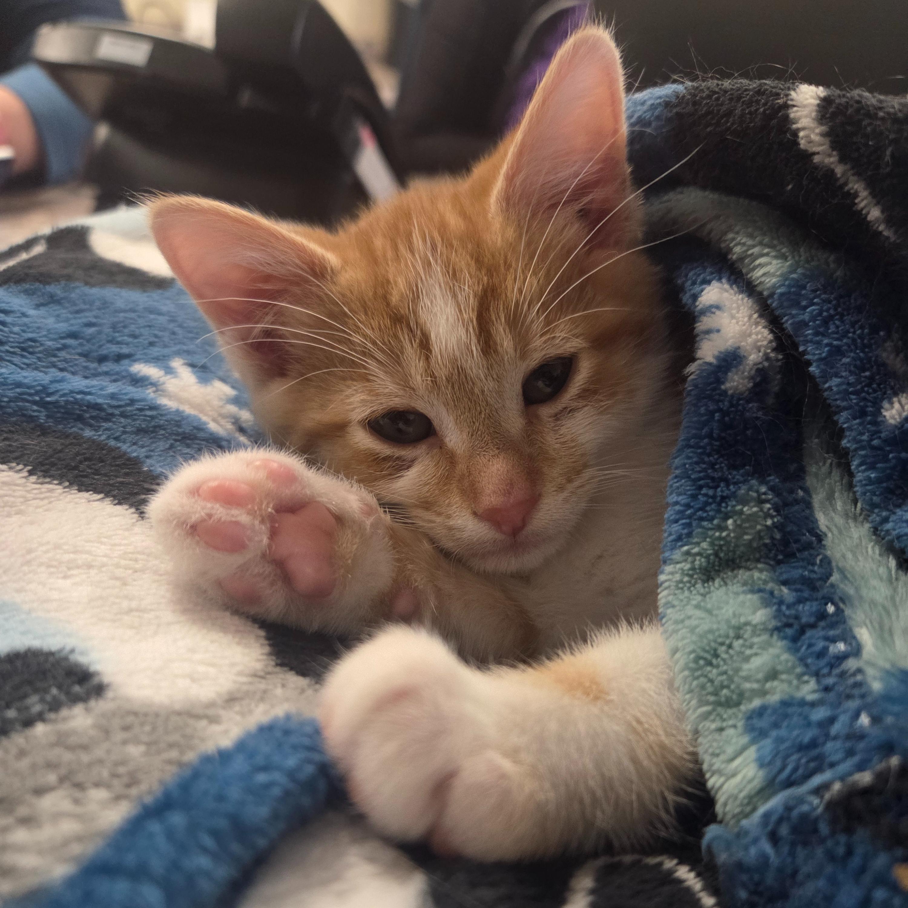 Zorro, a ADOPTABLE Domestic Short Hair in Madison, WI image 3/5