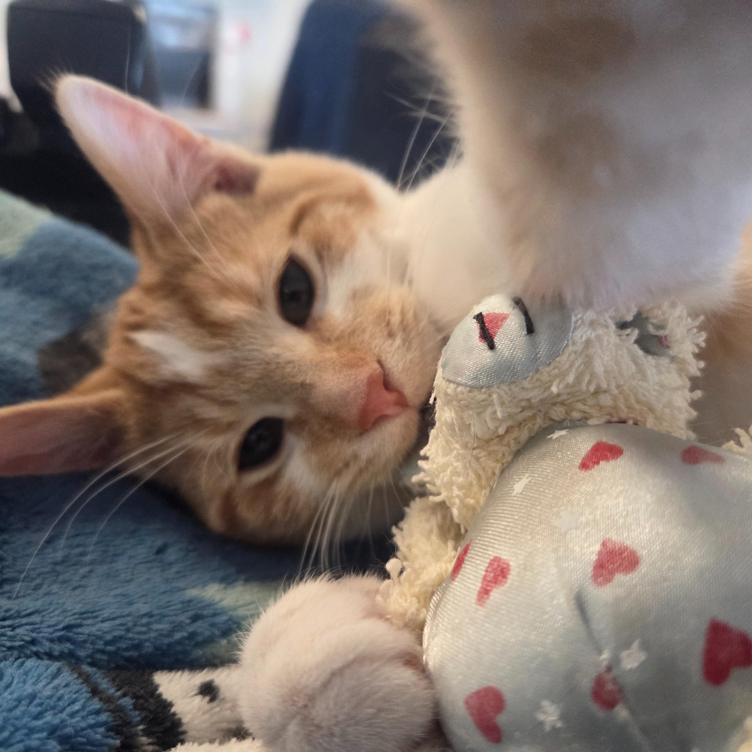 Zorro, ADOPTABLE, Kitten Male Domestic Short Hair.