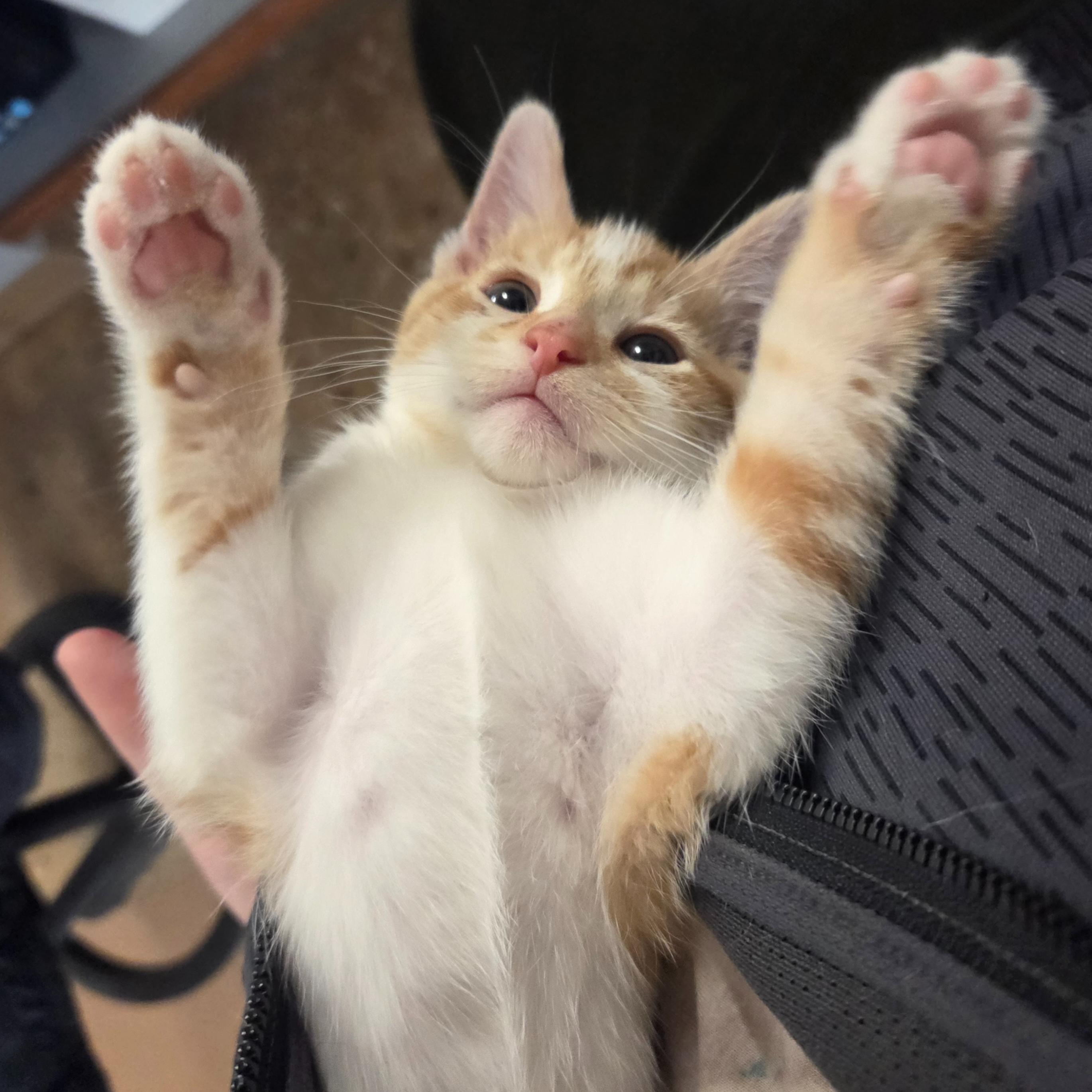 Zorro, a ADOPTABLE Domestic Short Hair in Madison, WI image 4/5