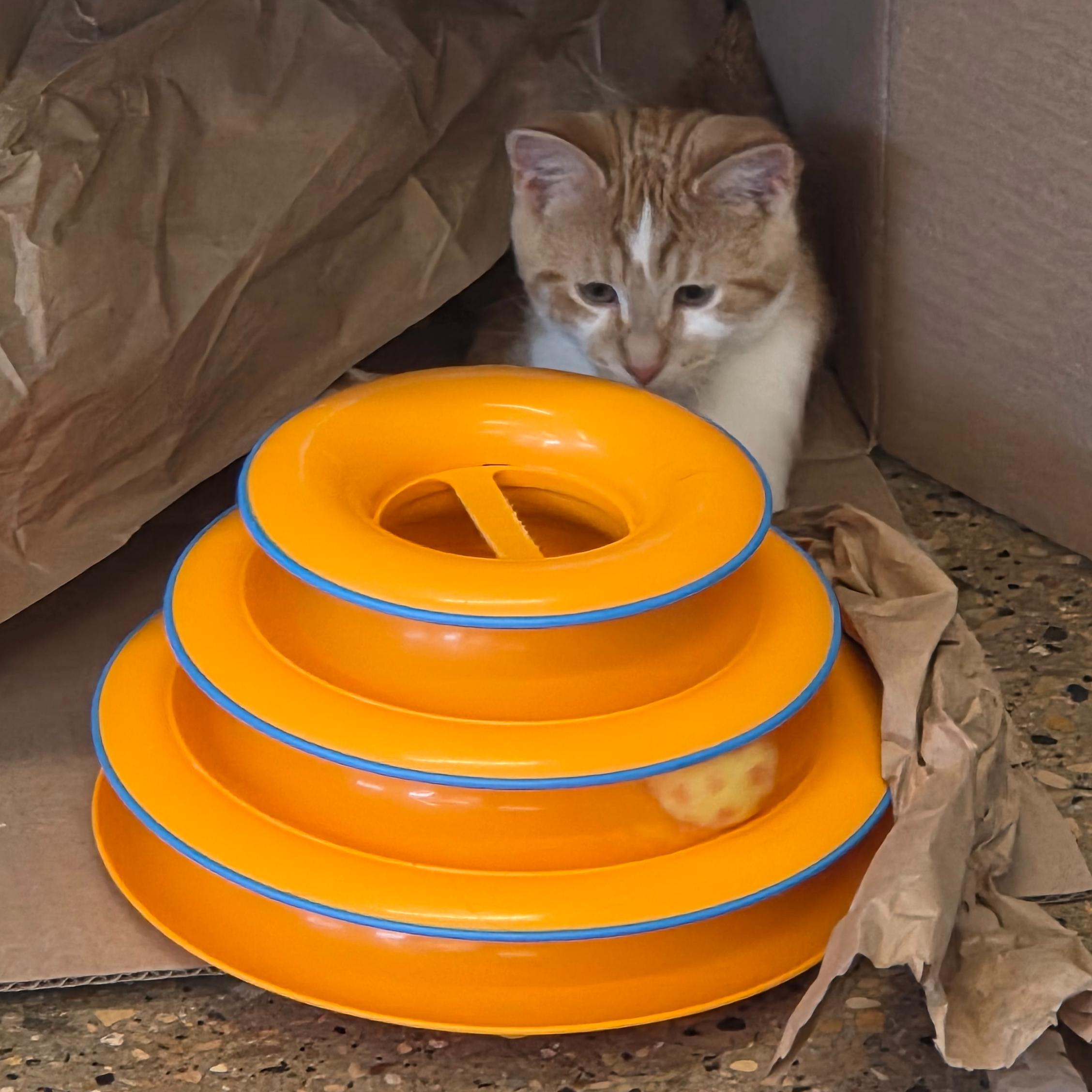 Zorro, a ADOPTABLE Domestic Short Hair in Madison, WI image 2/5