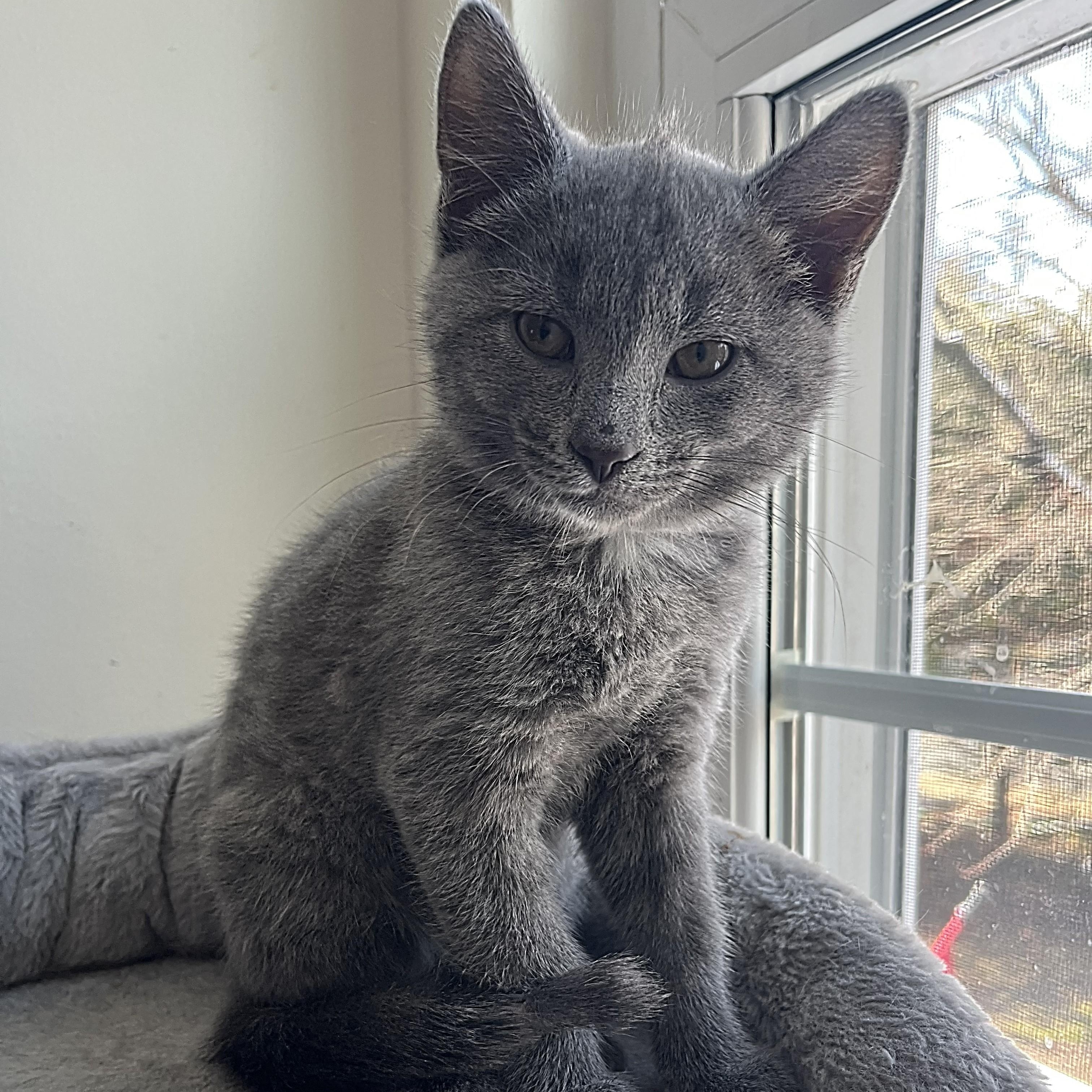 Pepper, adopted, Kitten Male Domestic Medium Hair.