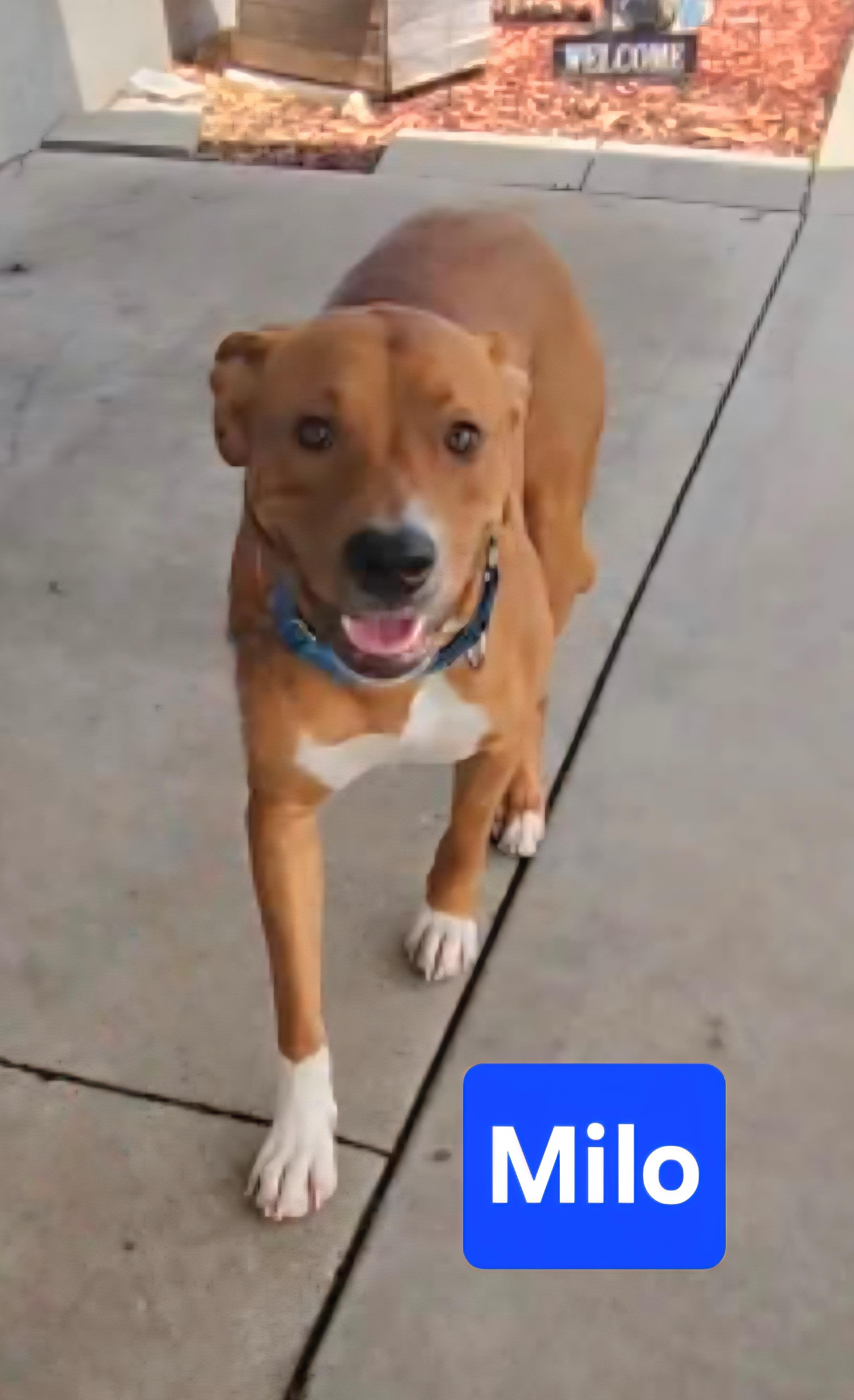 Milo, Adoptable, Young Male Hound.