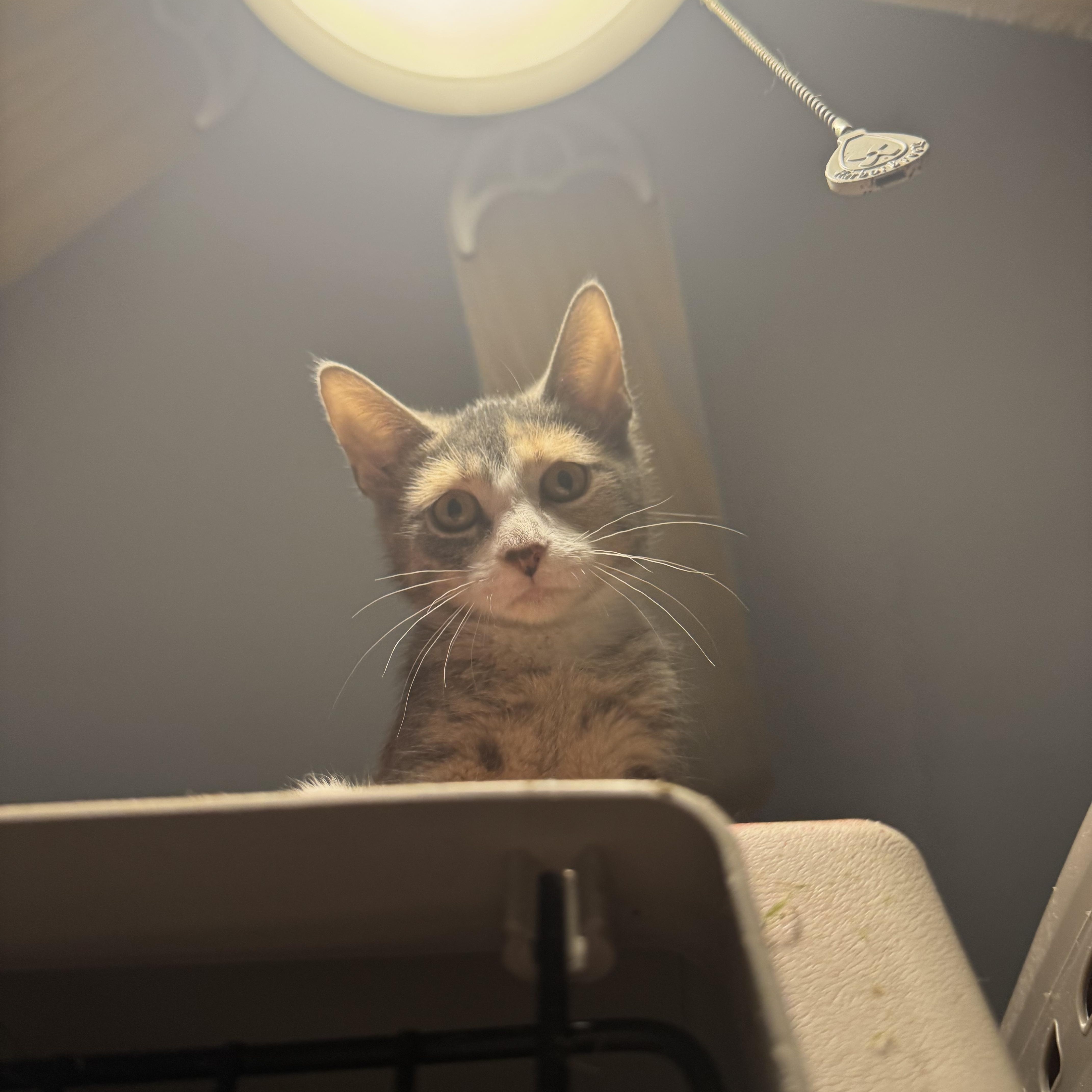 Enlarge Sylvie, a Adoptable Domestic Short Hair in Westville, NJ image 2/4