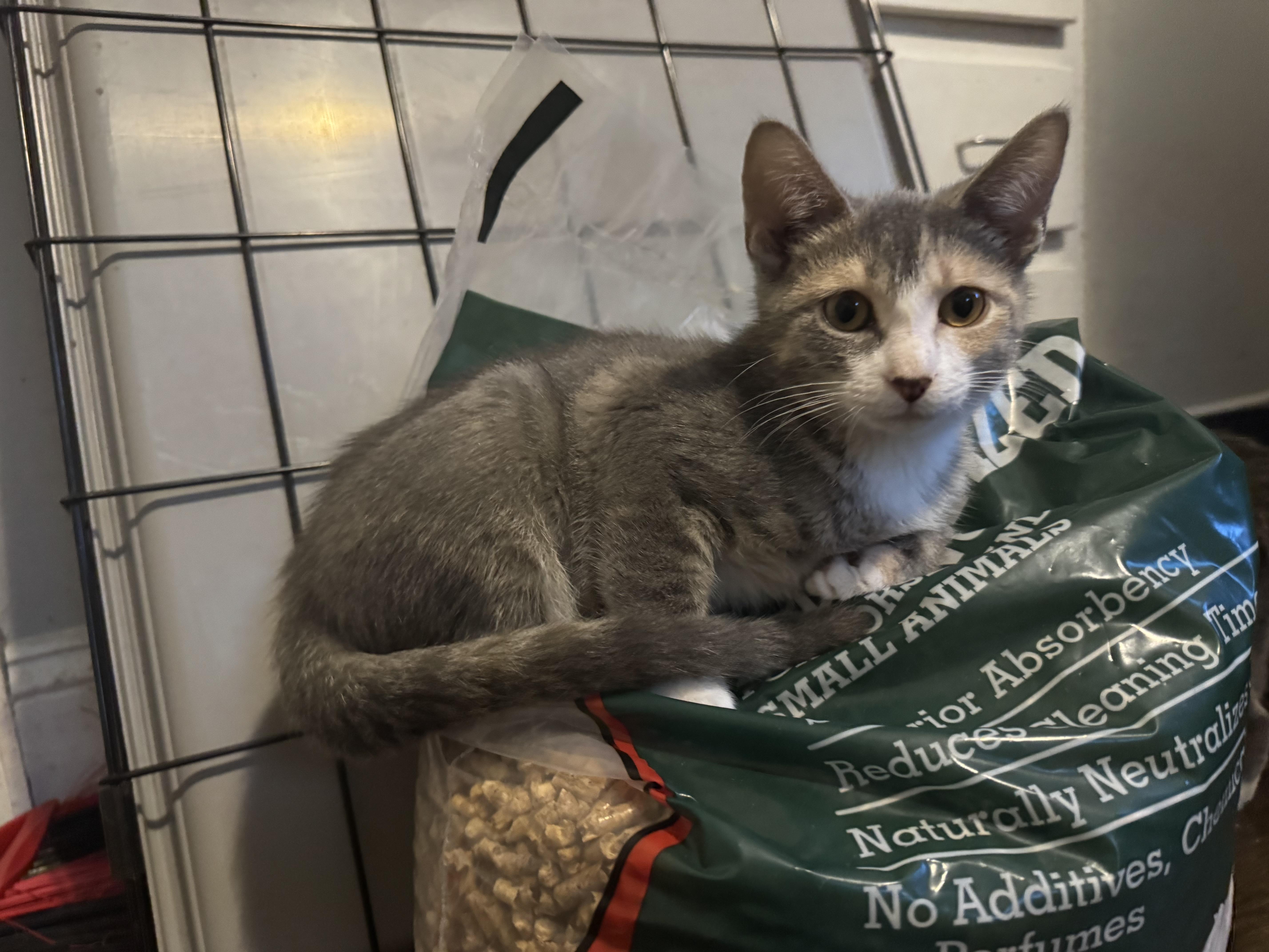 Enlarge Sylvie, a Adoptable Domestic Short Hair in Westville, NJ image 4/4