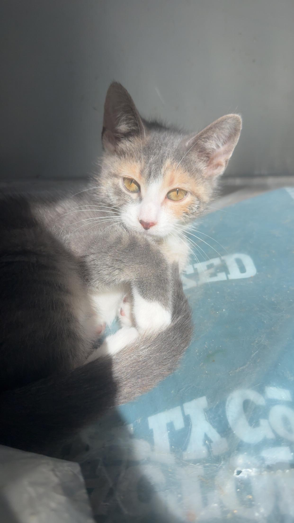 Enlarge Sylvie, a Adoptable Domestic Short Hair in Westville, NJ image 3/4